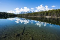 Montanhas rochosas e floresta refletida na água tranquila do Lago Hector; Alberta, Canadá — Fotografia de Stock