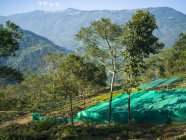Glenburn é um pequeno retiro de plantação de chá celestial que fica em um outeiro acima das margens do rio Rungeet, no alto dos Himalaias; Bengala Ocidental, Índia — Fotografia de Stock
