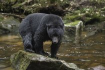 A Black Bear ( Ursus americanus ) stands on a rock in the middle of a river; Hartley Bay, British Columbia, Canada — Stock Photo