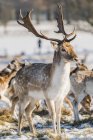 Fallow deer ( dama dama ) stag standing in snowy park; London, England — Stock Photo
