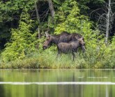 Cow and calf moose  ( alces alces ) on the shore of a lake in Northeastern Ontario; Ontario, Canada — Stock Photo