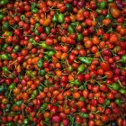 Abundance of fresh chilli peppers; Darjeeling, West Bengal, India — Stock Photo