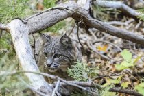 Bobcat (Lynx rufus) hunting in Yosemite National Park; California, United States of America — Stock Photo