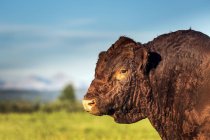 Primer plano de un toro (ganado) en un campo con cielo azul, al sur de Calgary; Alberta, Canadá - foto de stock