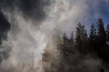 Steam rises from geysers in Norris Geyser Basin, Yellowstone National Park; Wyoming, United States of America — Stock Photo