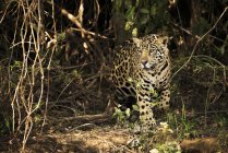 Un Jaguar (Panthera onca) está merodeando por un denso bosque en Brasil. Tiene un abrigo marrón amarillento con manchas negras y ojos marrones dorados, Pantanal; Mato Grosso do Sul, Brasil - foto de stock