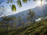 Kambal Tea Garden en la colina; Bengala Occidental, India - foto de stock