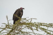 Lappet-faced vulture ( Torgos tracheliotos ) hunched over in acacia branch, Ngorongoro Crater; Tanzania — Stock Photo