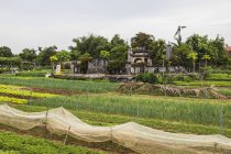 Campos de hierbas; Hoi An Ancient Town, Quang Nam, Vietnam - foto de stock