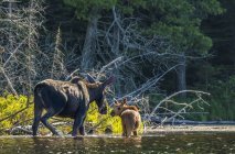 Mucca e alci di vitello (alces alces) che si tuffano nell'acqua lungo la riva di un lago nell'Ontario nord-orientale; Ontario, Canada — Foto stock