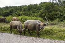 Wasserbüffel (bubalus bubalis) läuft die Seite einer Schotterstraße hinunter; nongpet, xiangkhouang, laos — Stockfoto