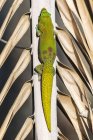 Этот геккон дня золотой пыли (Phelsuma laticauda), покоящийся на пальме, был сфотографирован на побережье острова Биг-Айленд, Гавайи, где он является интродуцированным видом; остров Гавайи, Гавайи, США — стоковое фото