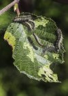 Caterpillars feeding on a leaf; Honey Harbour, Ontario, Canada — Stock Photo