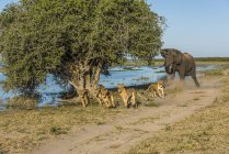 Elefante africano de Bush (Loxodonta Africana) persigue a seis leones (Panthera Leo) junto al río; Botswana - foto de stock