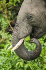 Close-up of African elephant ( Loxodonta africana ) with curled trunk in mouth, Ngorongoro Crater; Tanzania — Stock Photo