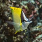 Pesce pinna (Forcipiger flavissimus) fotografato durante le immersioni subacquee sulla costa di Kona; Isola delle Hawaii, Hawaii, Stati Uniti d'America — Foto stock