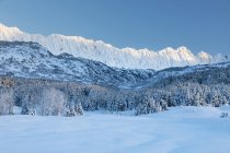 Spruce trees covered in fresh snow stand in front of a birch tree forest blanketed in snow warmed by the setting sun, rugged snow-covered ridge lines in the background, Turnagain Pass, Kenai Peninsula, South-central Alaska; Alaska — Stock Photo