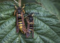 Hornet Moths copulent sur une feuille de plante ; Astoria, Oregon, États-Unis d'Amérique — Photo de stock