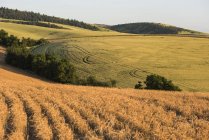 Растущие и свежесобранные зерновые поля в середине лета; Уолла-Уолла, Вашингтон, США — стоковое фото