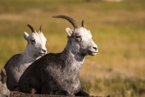 Каменные овцы (ovis dalli stonei), пленные; Территория Юкон, Канада — стоковое фото