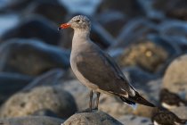 A Heermann's gull ( Larus heermanni ) rests on the shore of Seaside Cove; Seaside, Oregon, United States of America — Stock Photo