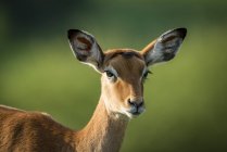 Primer plano del impala femenino (Aepyceros melampus) mirando a la cámara; Tanzania - foto de stock