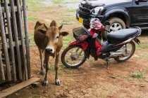 Корова рядом с мотоциклом; Phonsavan, Xiangkhouang, Лаос — стоковое фото
