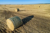 Hay bales in a cut field with long shadows at sunrise and blue sky; Alberta, Canada — Stock Photo