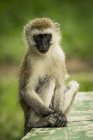 Мавпа vervet (Chlorocebus pygerythrus) сидить на зелений пофарбовані стіни, дивлячись на камеру з його рук, відпочиваючи біля його ніг. Вона має карі очі, чорні обличчя, коричневого і чорного хутра. Взяті в Tarangire національному парку; Танзанія — стокове фото