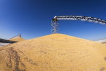 Harvested corn being stockpiled at grain elevator; Rake, Iowa, United States of America — Stock Photo