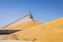 Урожай кукурузы накапливается на зерновом элеваторе; Рейк, Айова, США — стоковое фото