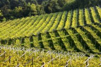 Rows of grapevines on rolling hills; Calder, Bolzano, Italy — Stock Photo