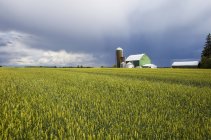 Campo agrícola de calor y nubes de lluvia sobre la cabeza; Caledon, Ontario, Canadá - foto de stock
