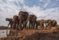 Elefantes africanos de Bush (Loxodonta africana) de pie junto al agua; Etiopía - foto de stock