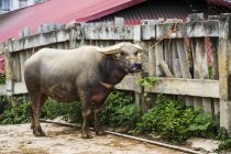 Water buffalo ( Bubalus bubalis ) tied to a fence and for sale at the Sunday market; Bac Ha, Lao Cai, Vietnam — Stock Photo