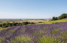 Field of lavender in full bloom with summer landscape beyond; Yorkshire, England — Stock Photo