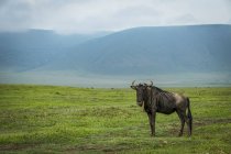 Gnus-de-barba-branca (Connochaetes taurinus) em pastagens com colinas atrás, Cratera de Ngorongoro; Tanzânia — Fotografia de Stock