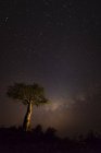Un cielo estrellado con luz que brilla en el horizonte y un árbol en primer plano; Etiopía - foto de stock