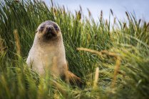 Antarctic fur Seal (Arctocephalus gazella) sitting in tussock grass; Antarctica — Stock Photo