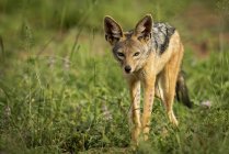 Silver-backed jackal ( Canis mesomelas ) stands in sunshine among flowers, Serengeti National Park; Tanzania — Stock Photo