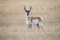 Pronghorn Antelope (Antilocapra americana) nas pradarias, em pé em um campo de grama marrom olhando para a câmera; Saskatchewan, Canadá — Fotografia de Stock