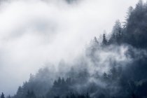 Des nuages enveloppent la forêt sur une colline de Siletz Bay National Wildlife Refuge ; Lincoln City, Oregon, États-Unis d'Amérique — Photo de stock