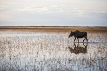 A cow moose ( alces alces ) walks through shallow water with a reflection and the horizon; Anchorage, Alaska, United States of America — Stock Photo