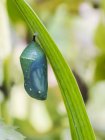 Monarch butterfly ( Danaus plexippus ) hanging from a plant in a chrysalis stage; Ontario, Canada — Stock Photo
