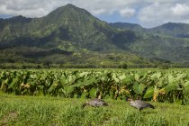 Nene (Branta sandvicensis) e toppe taro, Hanalei National Wildlife Refuge, Hanalei Valley; Hanalei, Kauai, Hawaii, Stati Uniti d'America — Foto stock