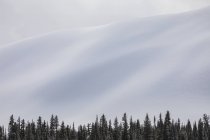 Pendiente cubierta de nieve y bosque abajo, Parque Nacional Jasper; Alberta, Canadá - foto de stock