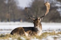 Red deer ( Cervus elaphus ) lies in snowy grass; London, England — Stock Photo