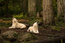 Lupi grigi (canis lupus) nella fase bianca; Washington, Stati Uniti d'America — Foto stock