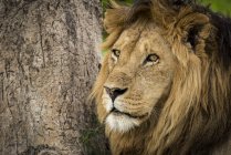 Primer plano del león macho (pantera leo) por tronco de árbol; Tanzania - foto de stock