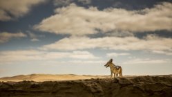 Sciacallo dal dorso nero (Canis mesomelas) nel deserto della Namibia; Swakopmund, regione di Erongo, Namibia — Foto stock